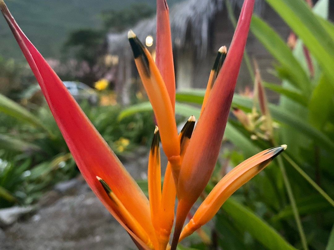 Cabanas Samay Magico主图