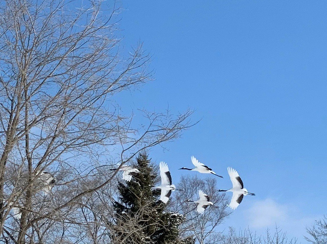 Tsurui Ito Red-crowned Crane Sanctuary-鹤居村必去景点
