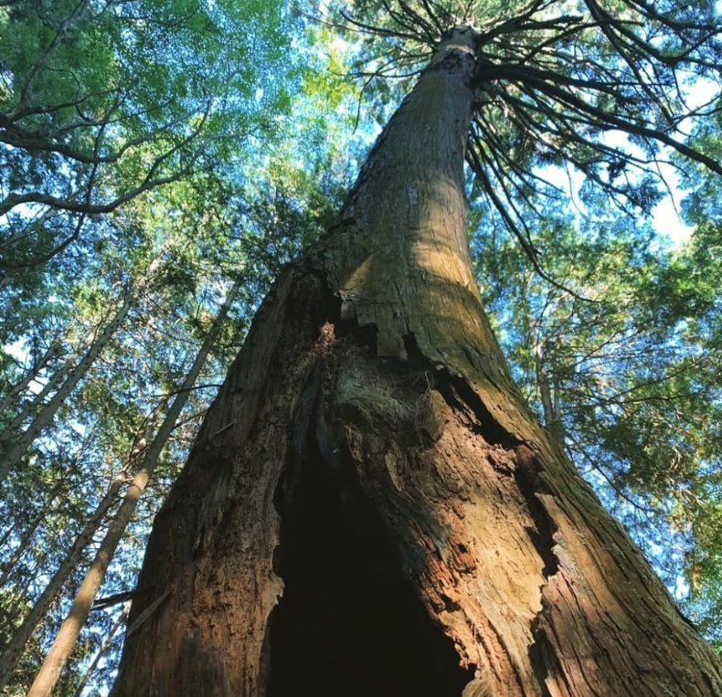 Shogen-Ji Temple-美浓加茂市必去景点