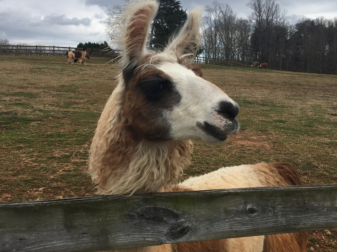 Divine Llama Vineyards-East Bend必去景点