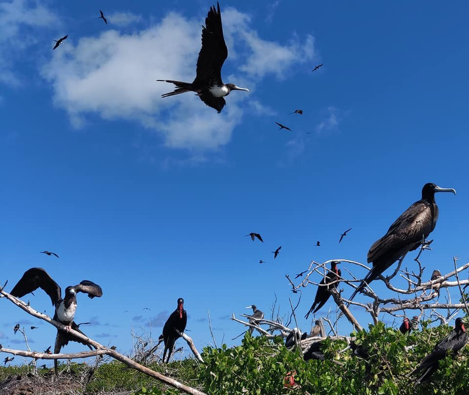Frigate Bird Sanctuary-巴布达必去景点