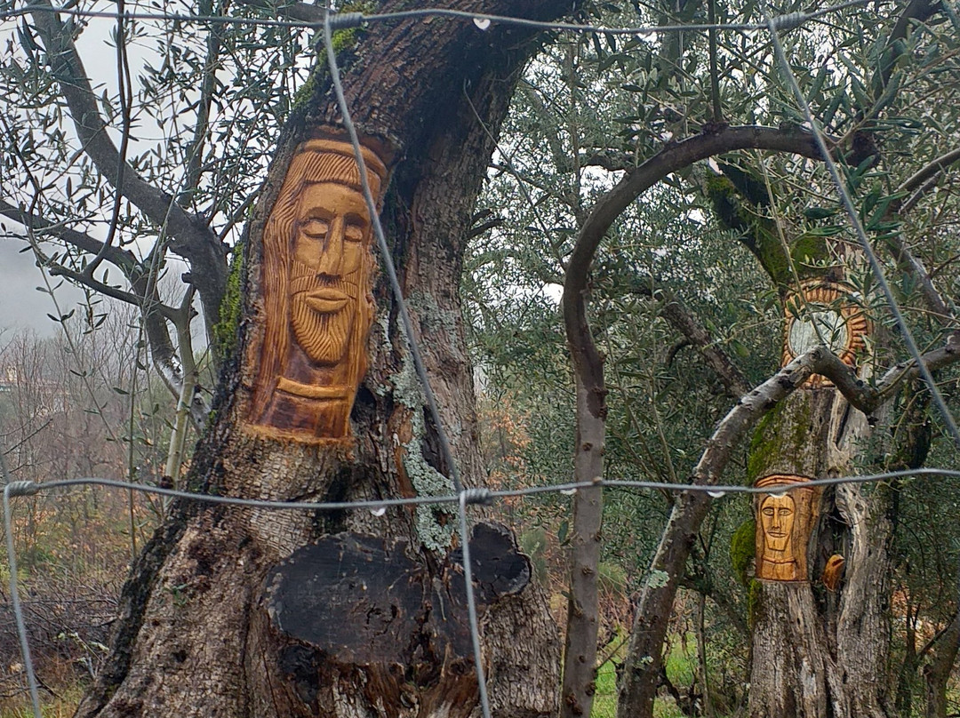 Ruta Asentadero - Bosque de Los Espejos景点图片