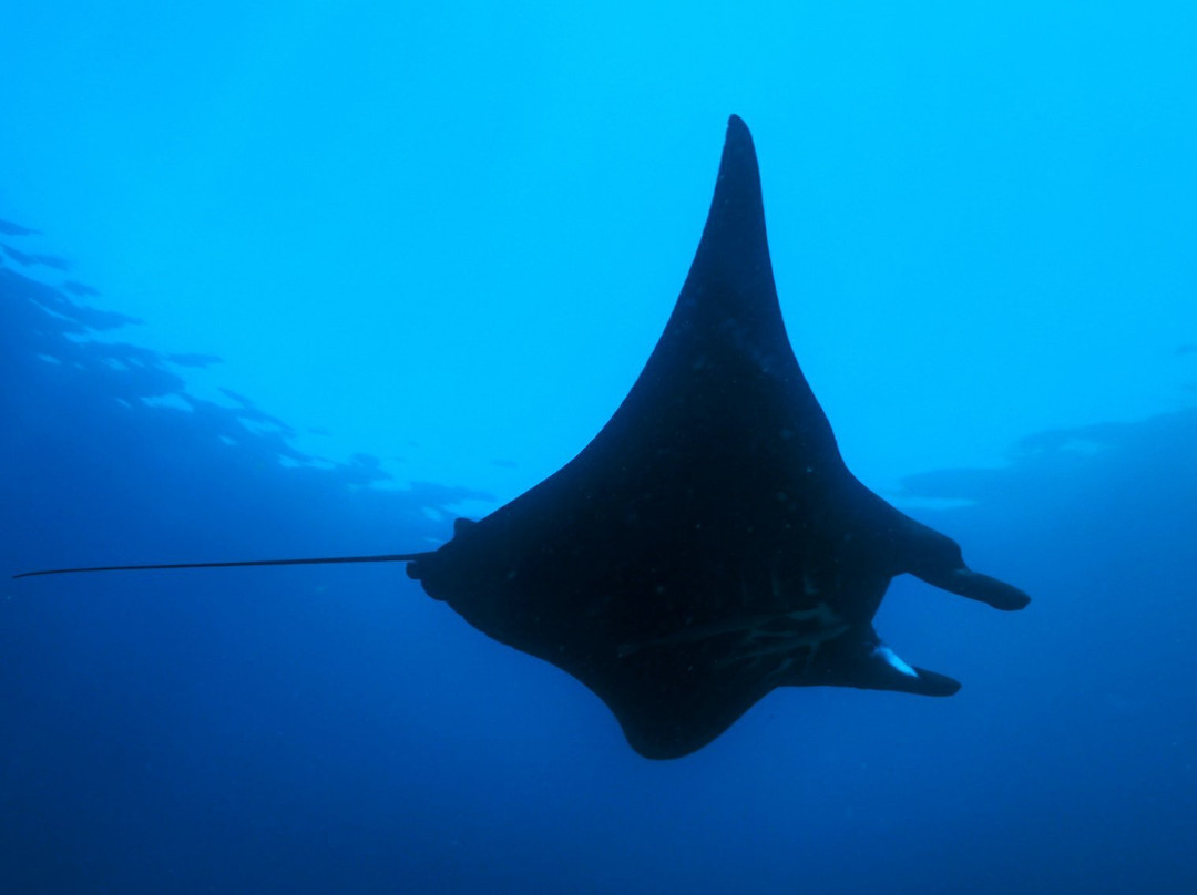 Raja Ampat Dive Center-Gam Island必去景点