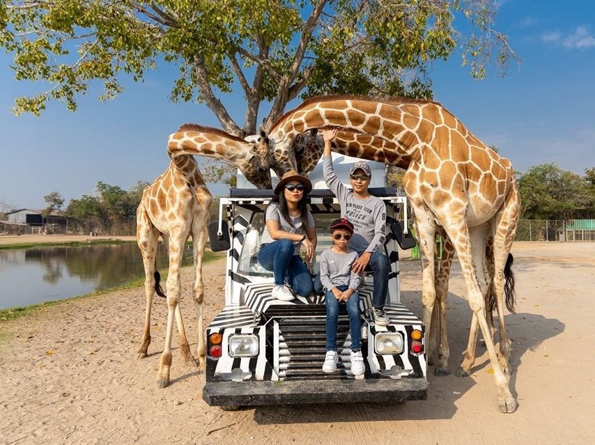Safari Park Open Zoo景点图片