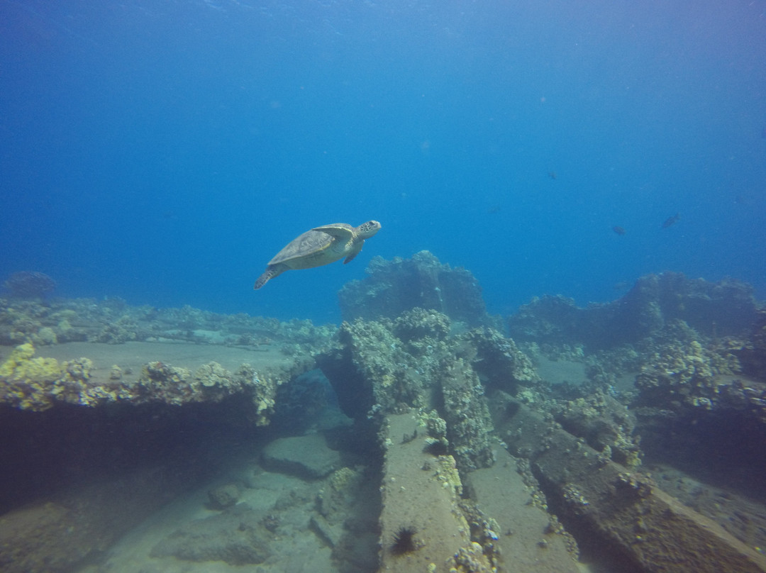 Maui Diving - Scuba & Snorkel Center景点图片