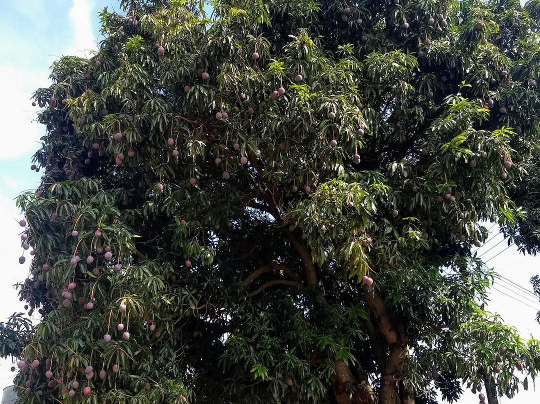 Pousada Figueira主图