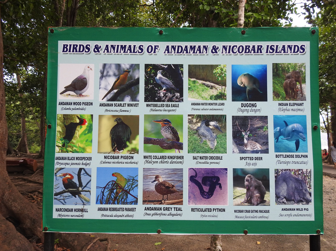Munda Pahad Beach-布莱尔港必去景点