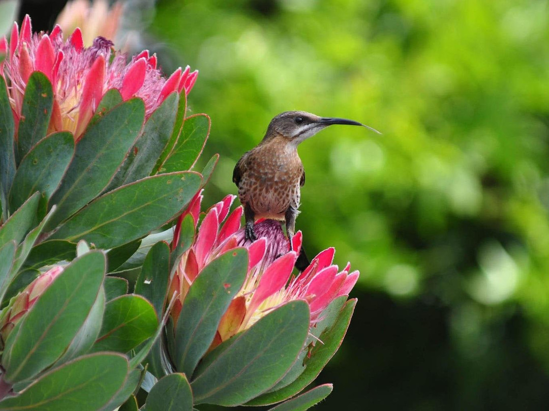 Sunroad Trading 9cc-赫曼努斯必去景点