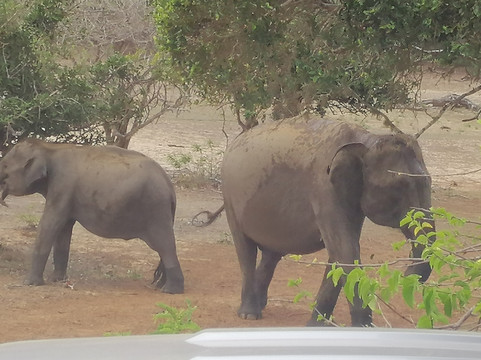 Ceylon Dreams-卡卢特勒必去景点
