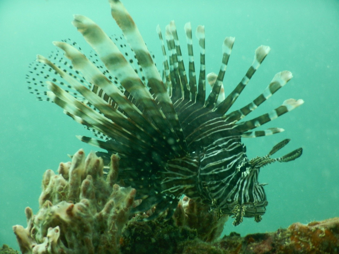 Bocas Pirates Dive Center-博卡斯镇必去景点