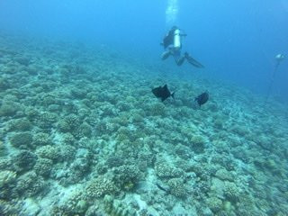 TOPDIVE Bora Bora景点图片