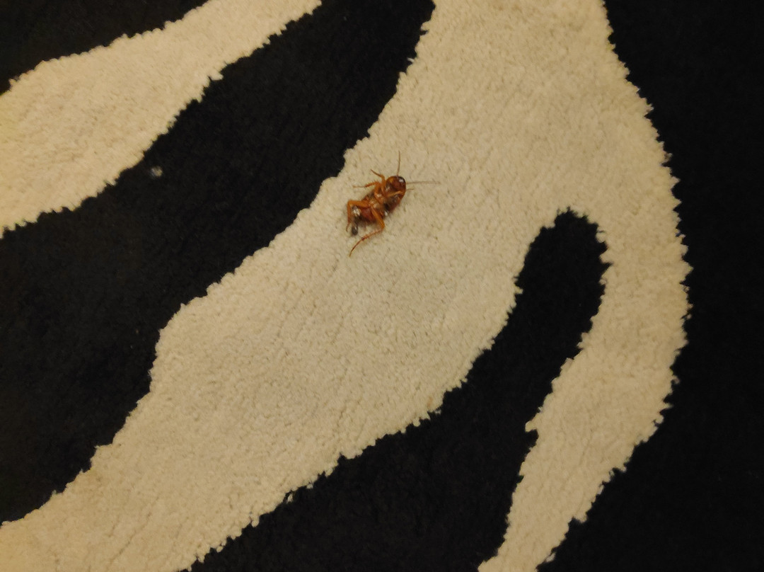 Leonardo Boutique Hotel Tel Aviv主图