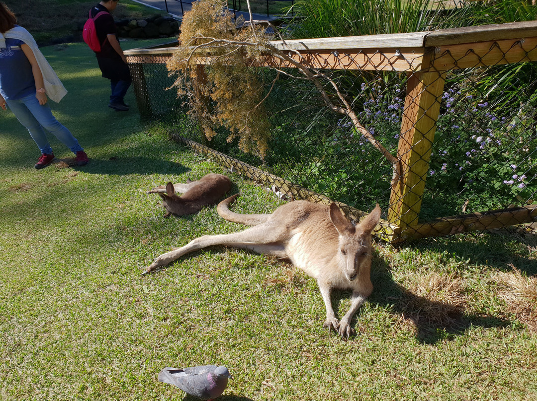 Pelican Feeding-拉布拉多必去景点