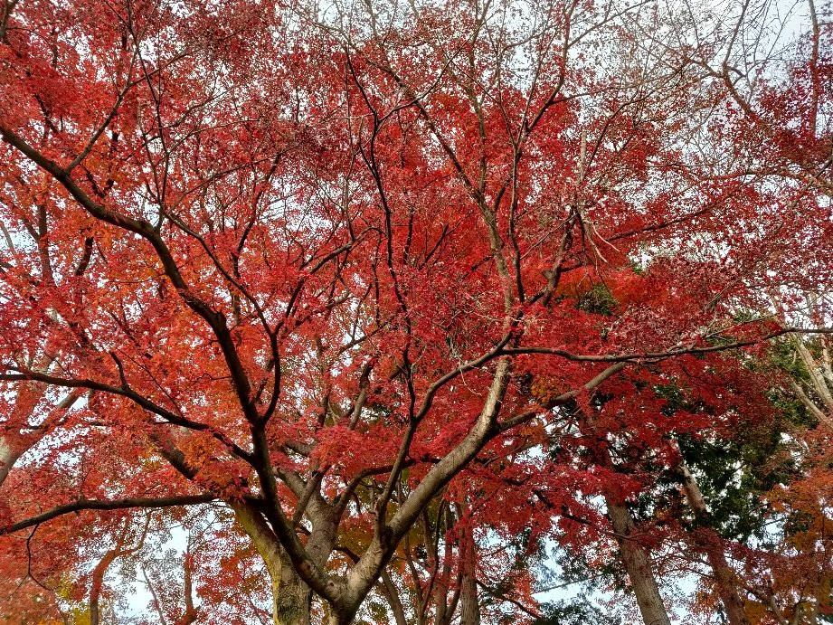 Ohira Moutain-栃木市必去景点