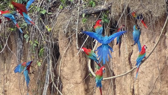 Chuncho Macaw Clay Lick景点图片