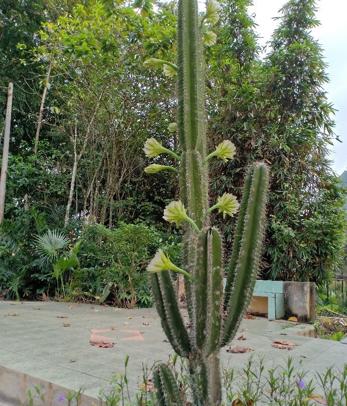 Gunung Senyum Recreational Forest景点图片