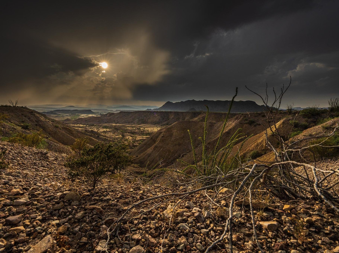 Big Bend Birding & Photo Tours景点图片