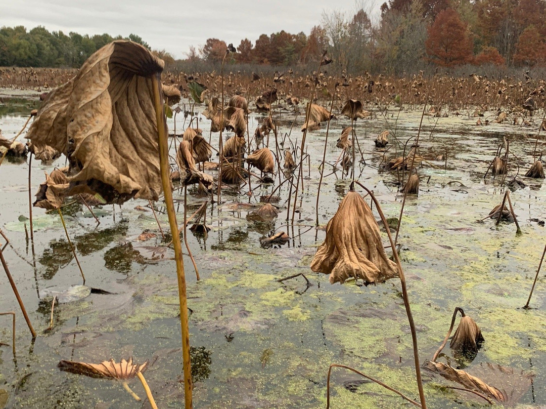 Mermet Lake State Fish and Wildlife Are-Belknap必去景点