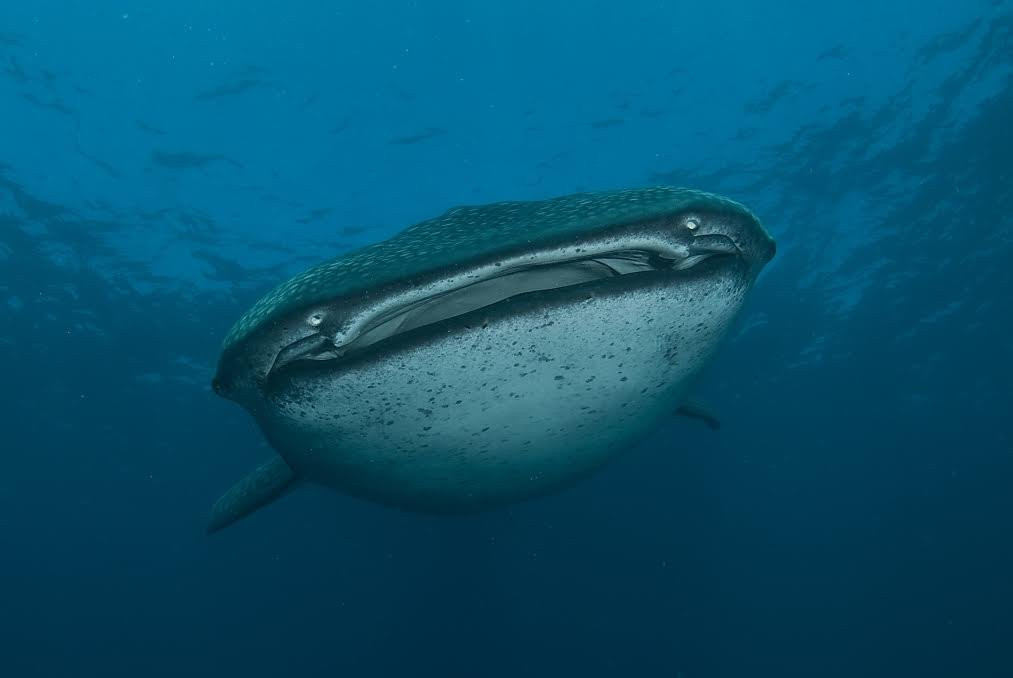 Diversity Scuba Tofo景点图片