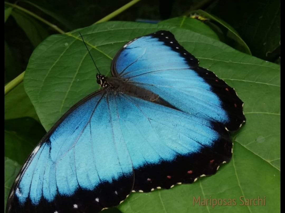 Mariposas Sarchí景点图片