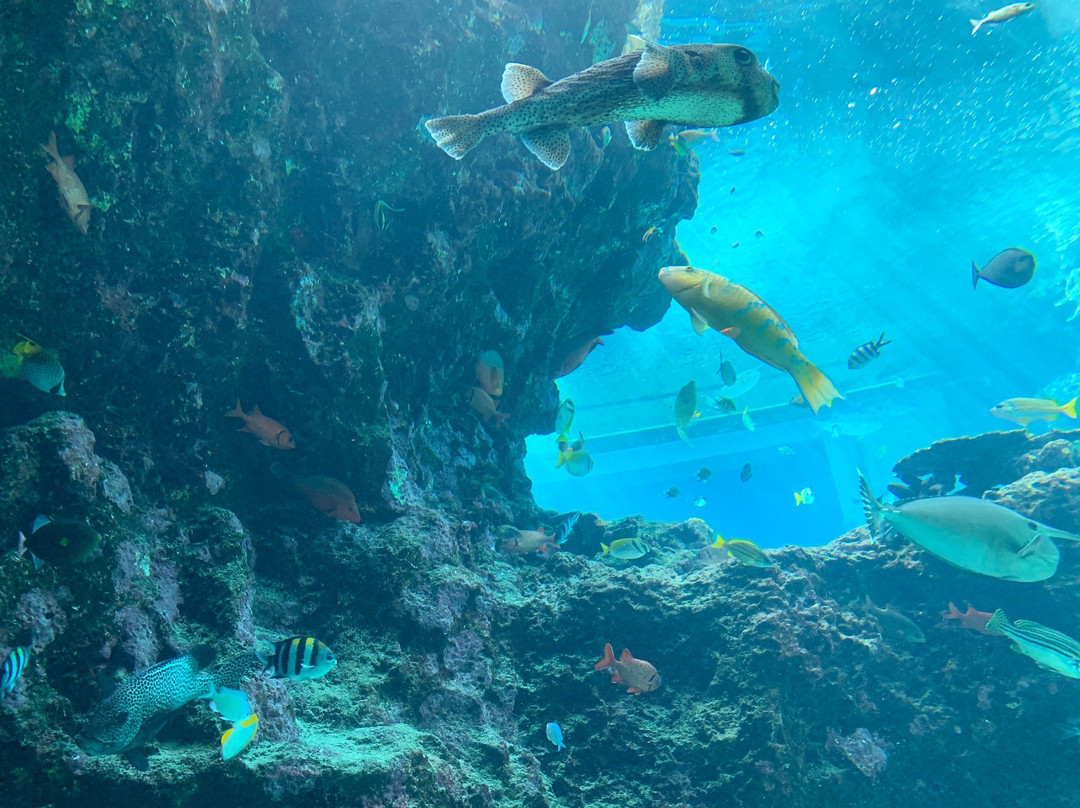 冲绳美之海水族馆景点图片