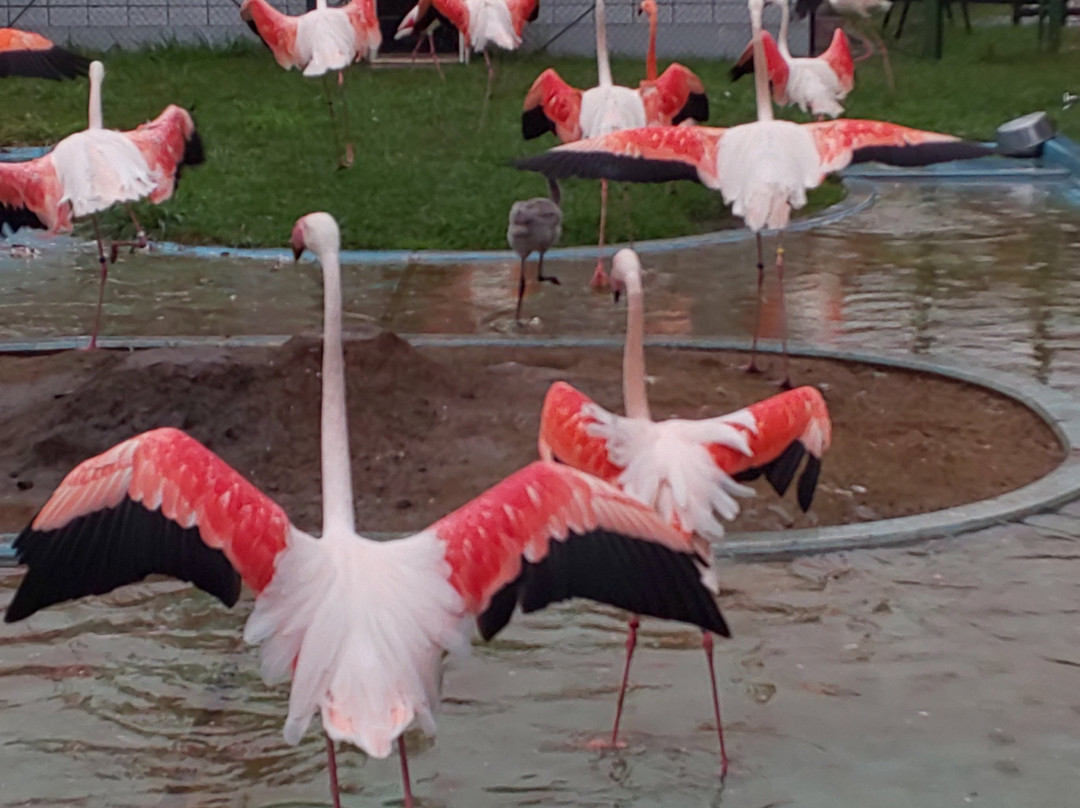 Obihiro Zoo-带广市必去景点