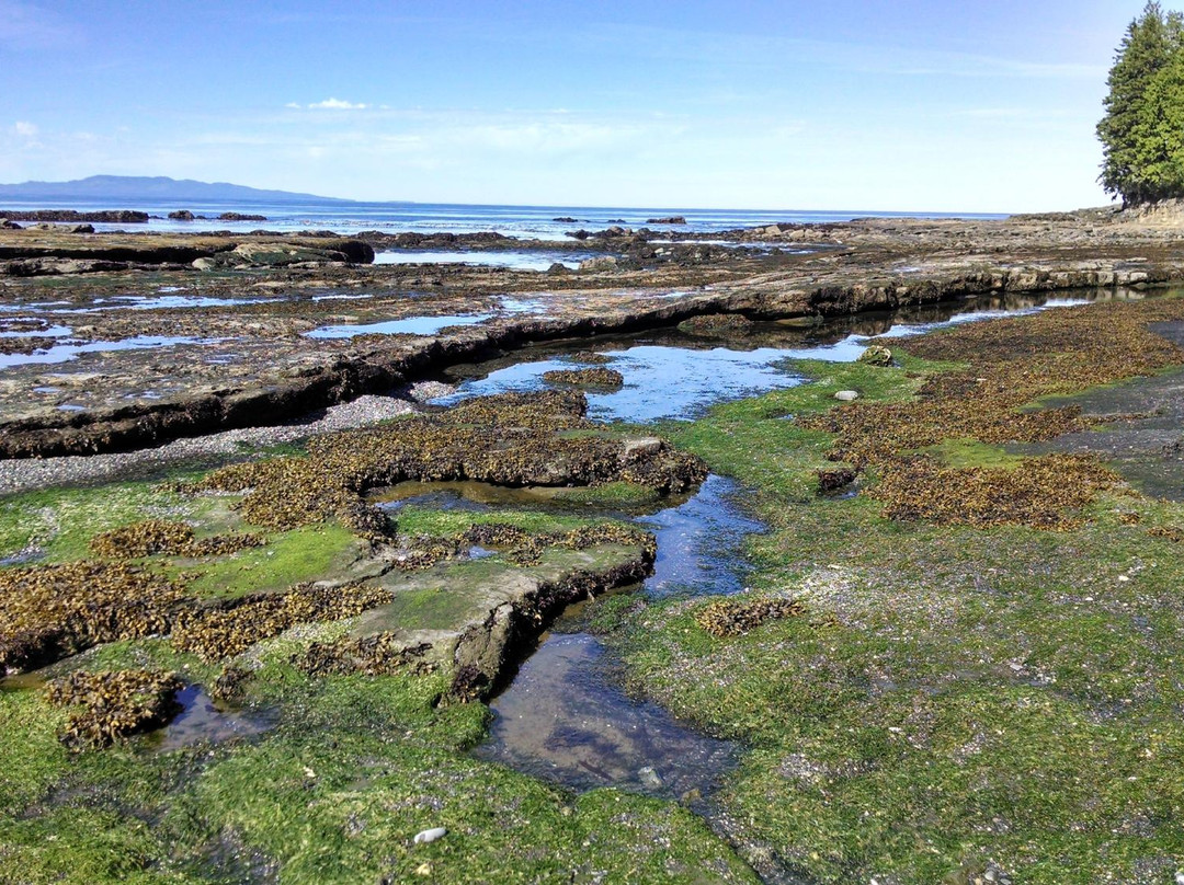 Botanical Beach Provincial Park景点图片