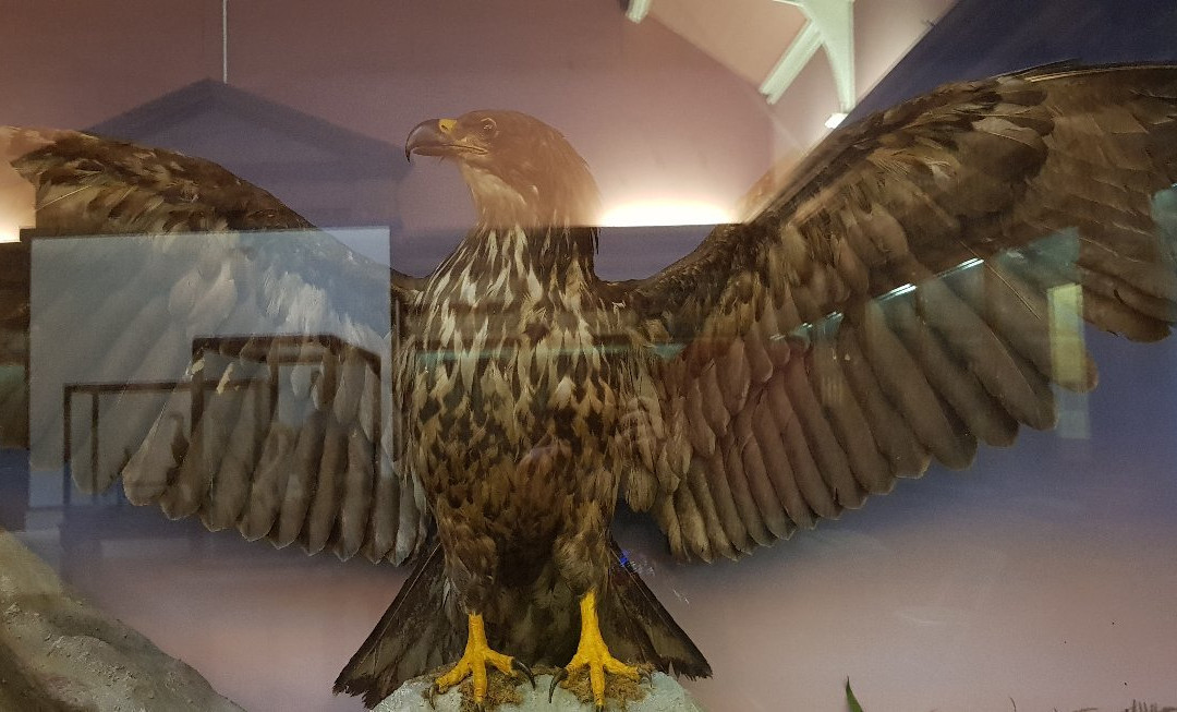 Swansea Museum景点图片