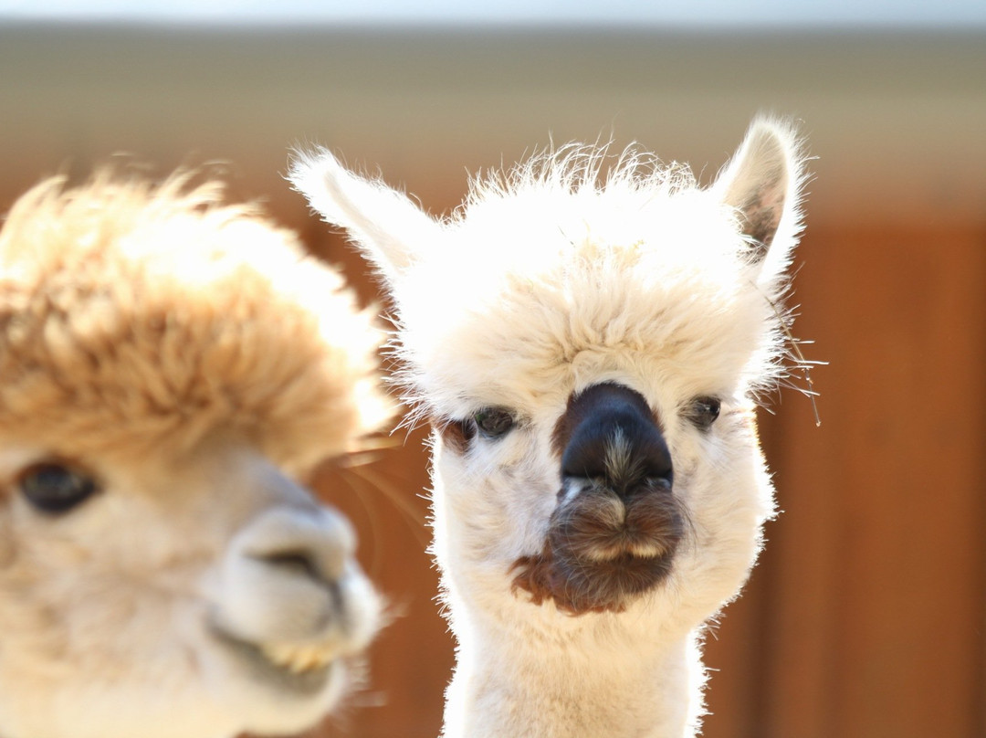 Artisan Alpacas景点图片