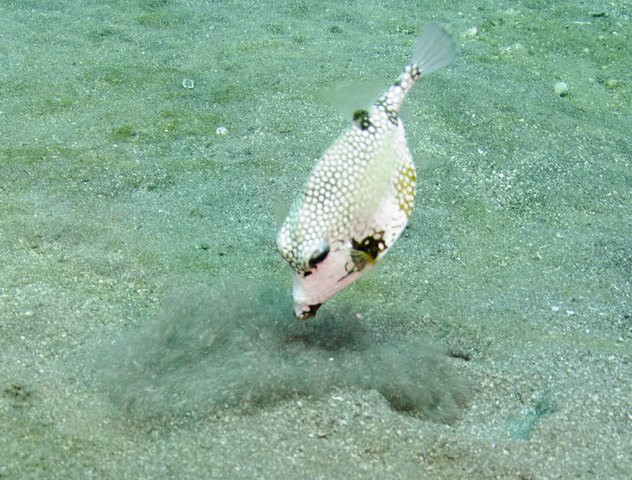 Saba National Marine Park-Fort Bay必去景点