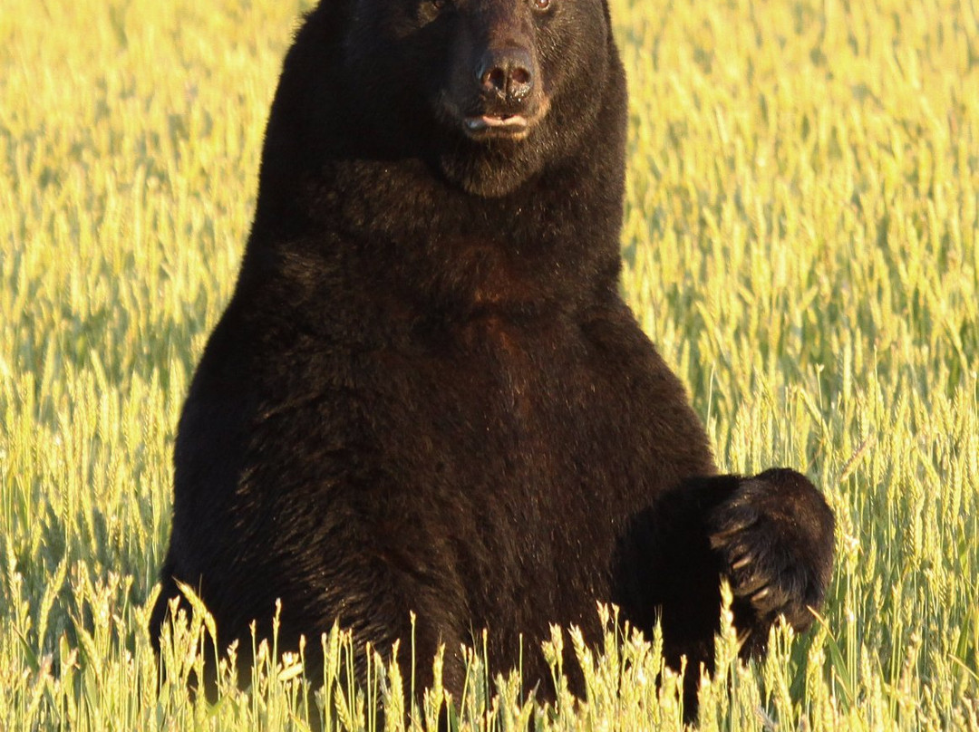 Bear-Ology景点图片