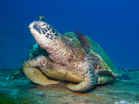 Mike Severns Diving-基黑必去景点