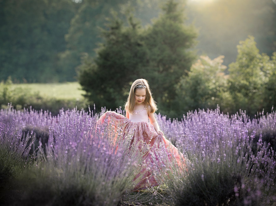 Red Oak Lavender Farm-达洛尼加必去景点