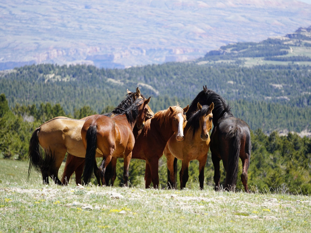 Pryor Mountain Wild Mustang Center景点图片