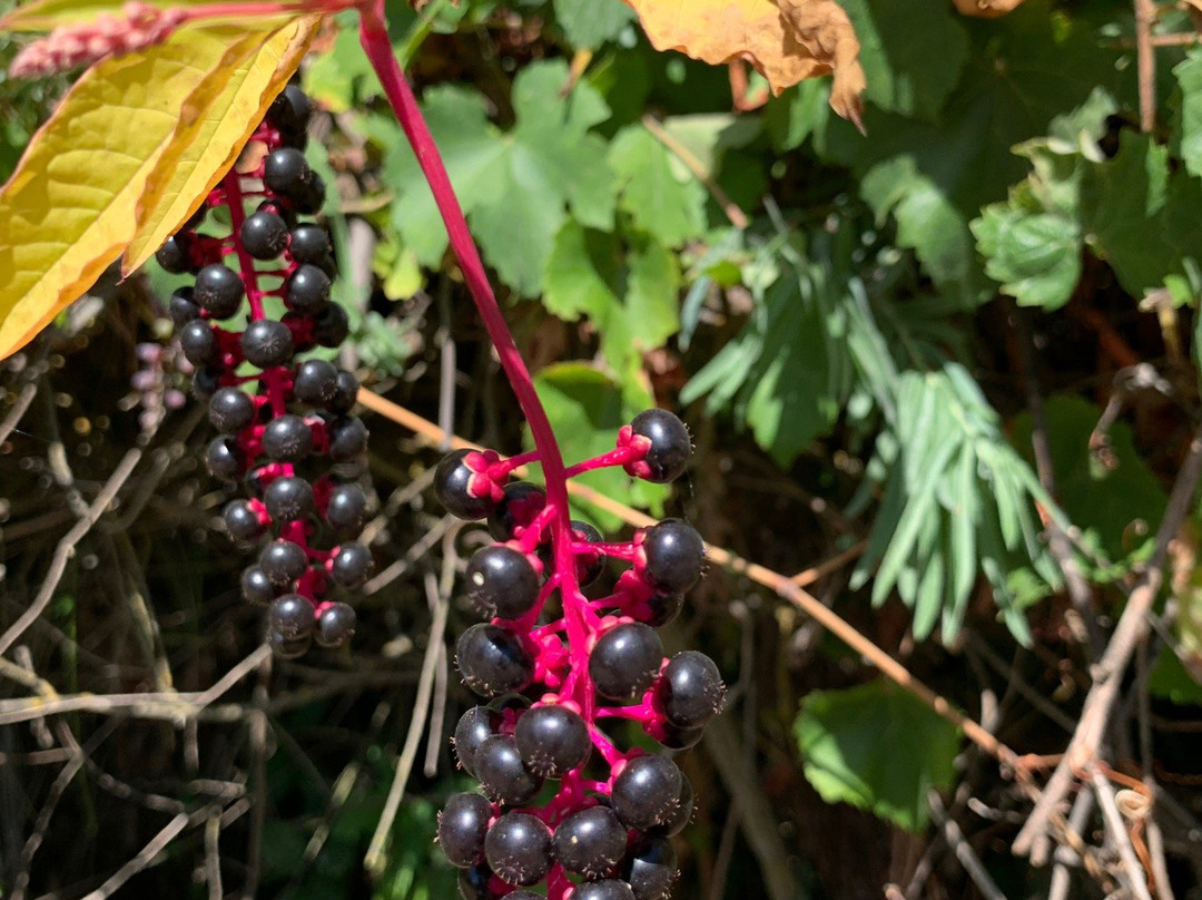 Heritage Oak Winery-Acampo必去景点