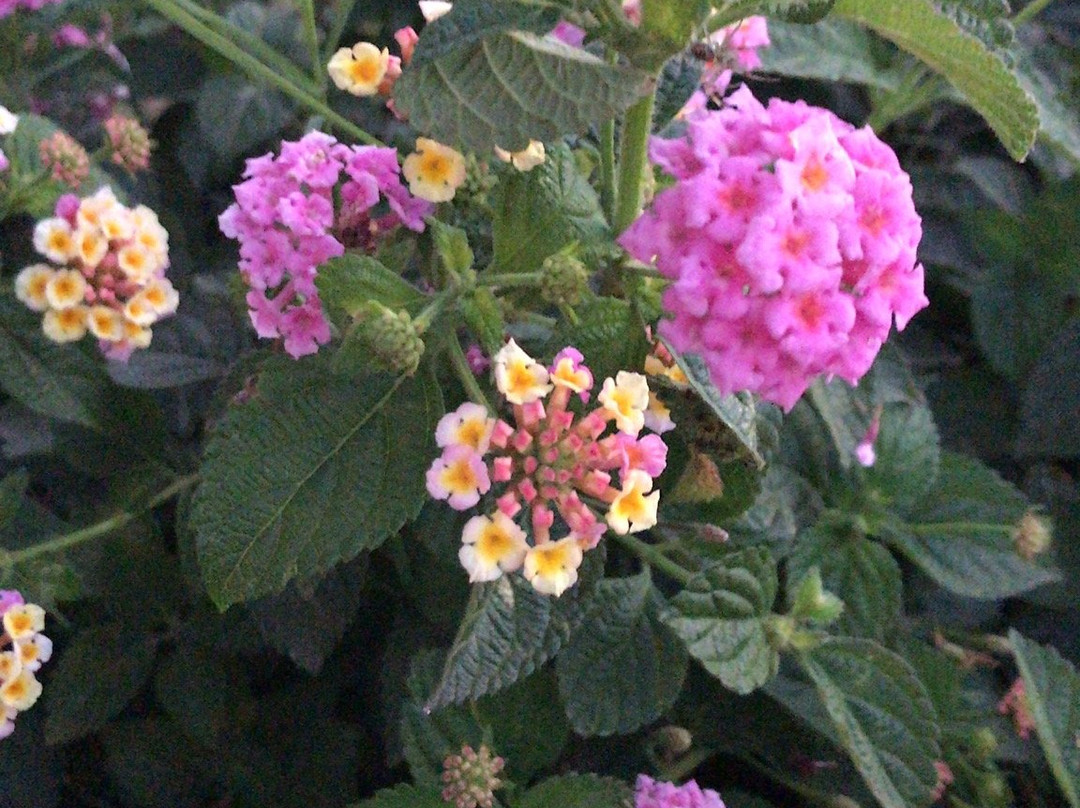 Mediterraneo Apart Hotel主图