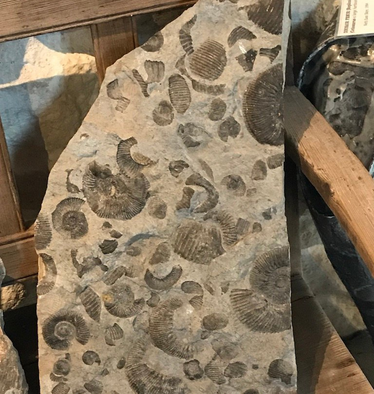 Staffin Fossil Museum景点图片