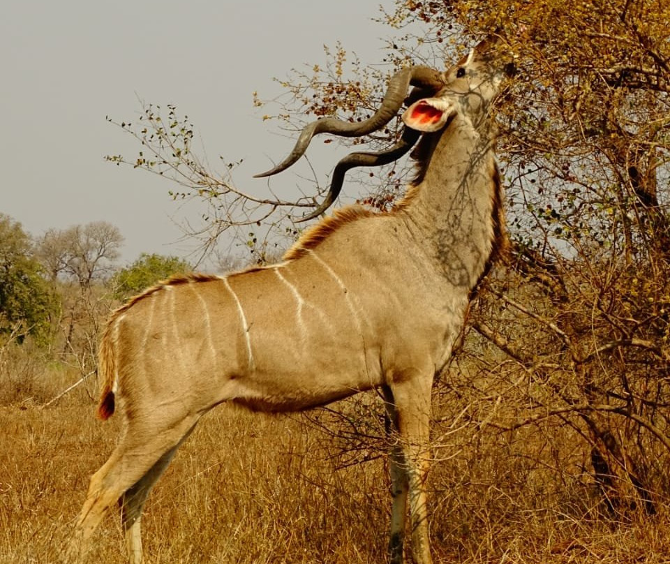 Kruger Gate Guest House主图