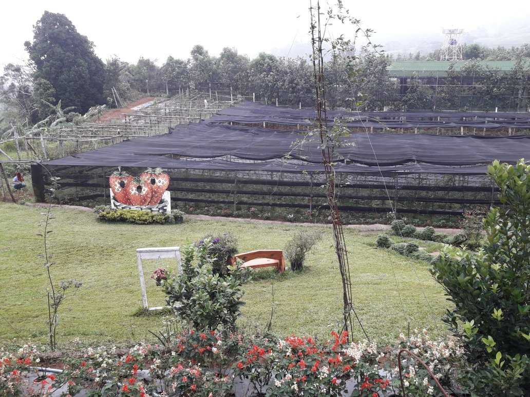 Aningalan Strawberry Farm景点图片