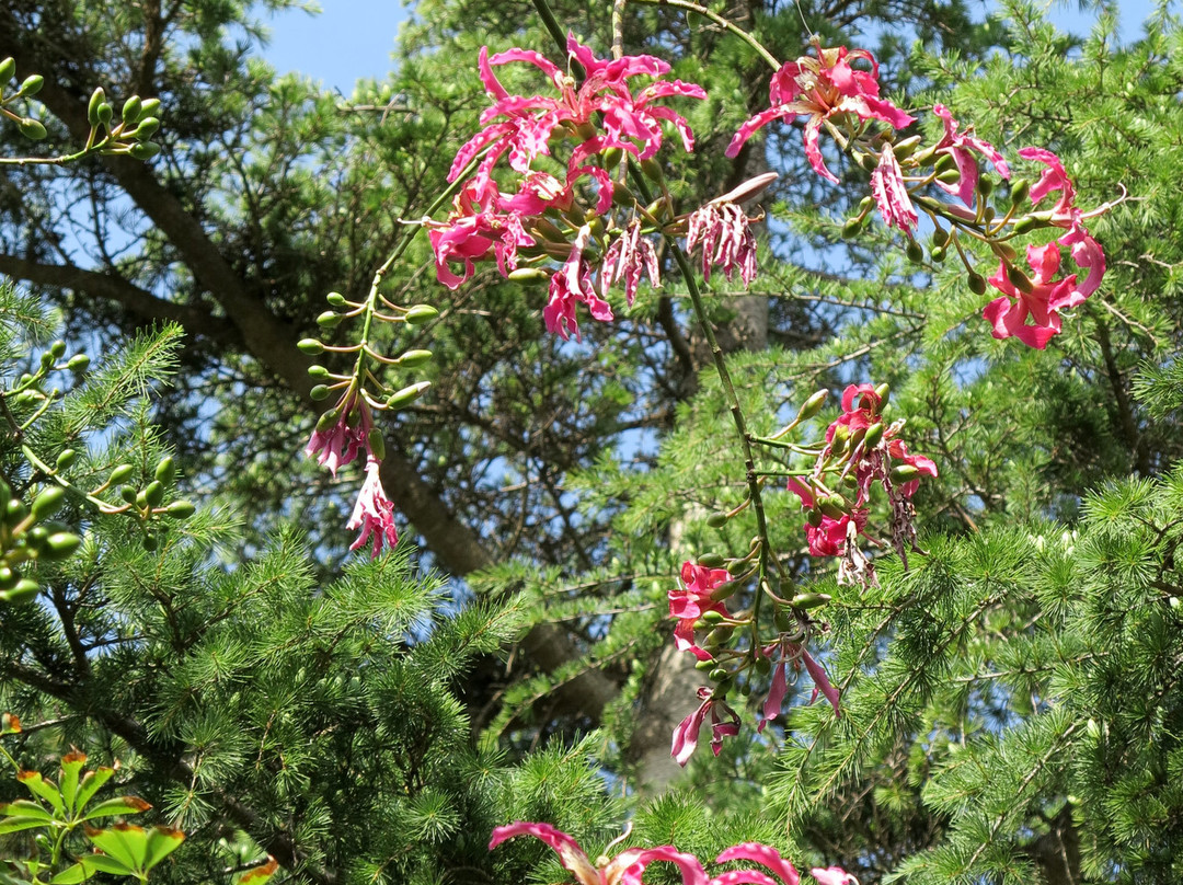 Jardi Botanic de Cap Roig景点图片