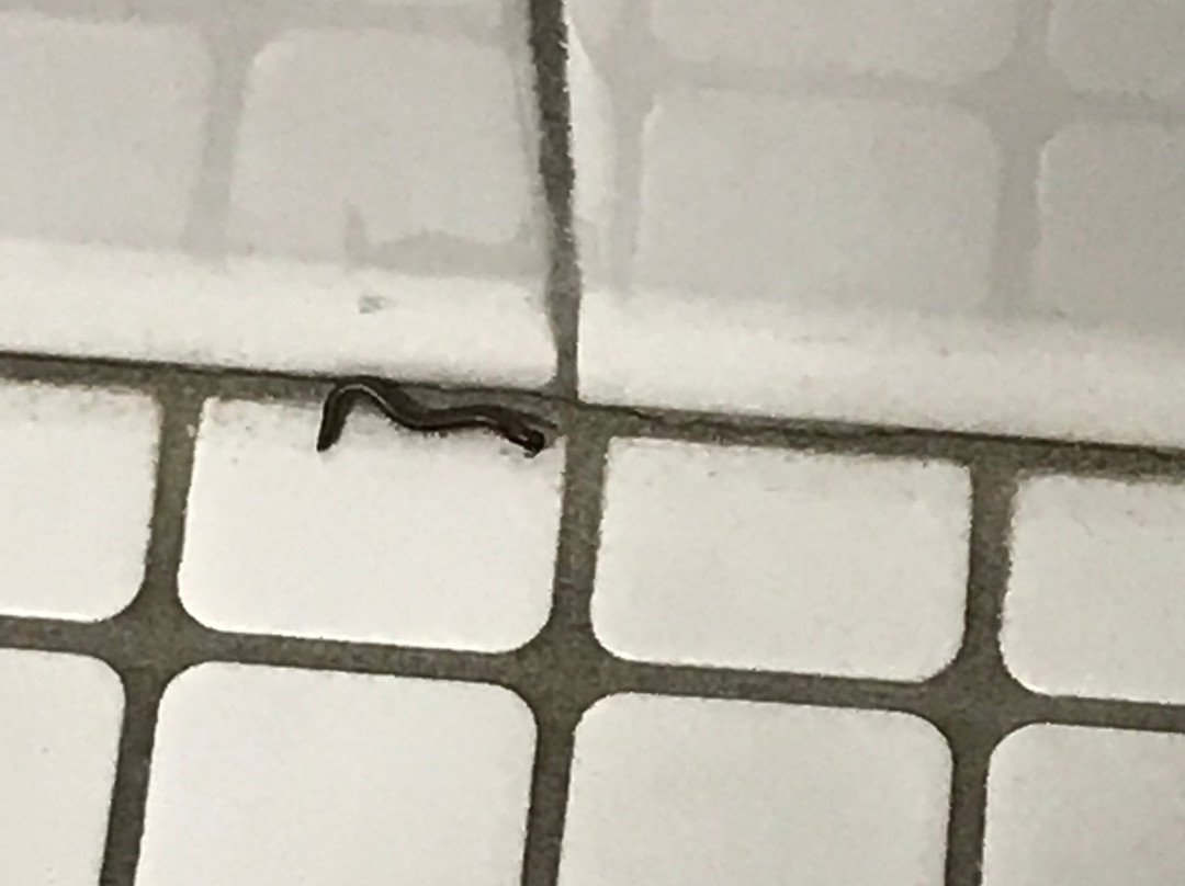 Days Inn by Wyndham Willmar主图