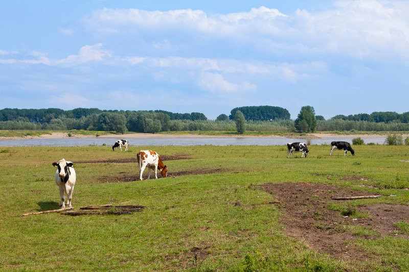 BoerenBed Hoeve de Pippert in de Betuwe