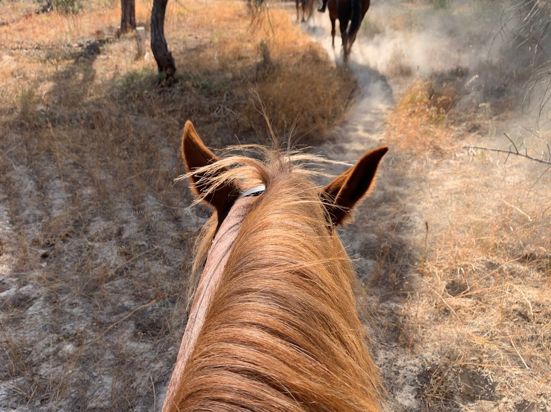 Pinetrees Horse Riding景点图片