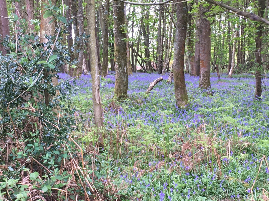 Leechpool and Owlbeech Woods景点图片