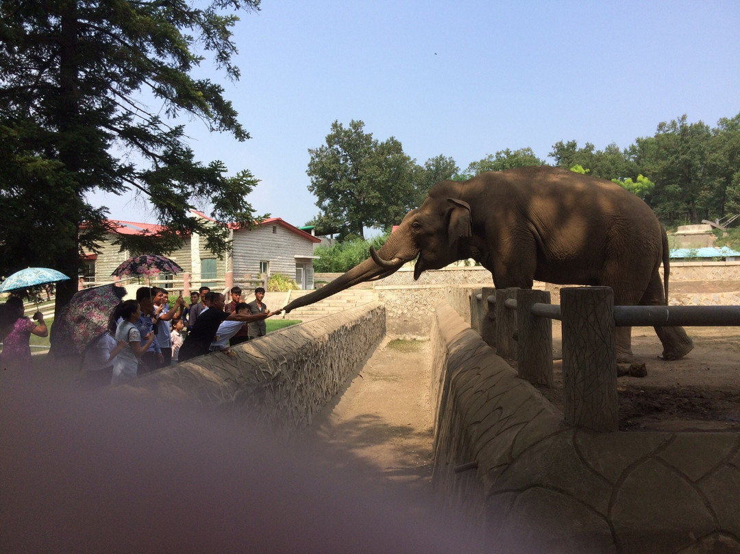 Pyongyang Central Zoo-平壤必去景点