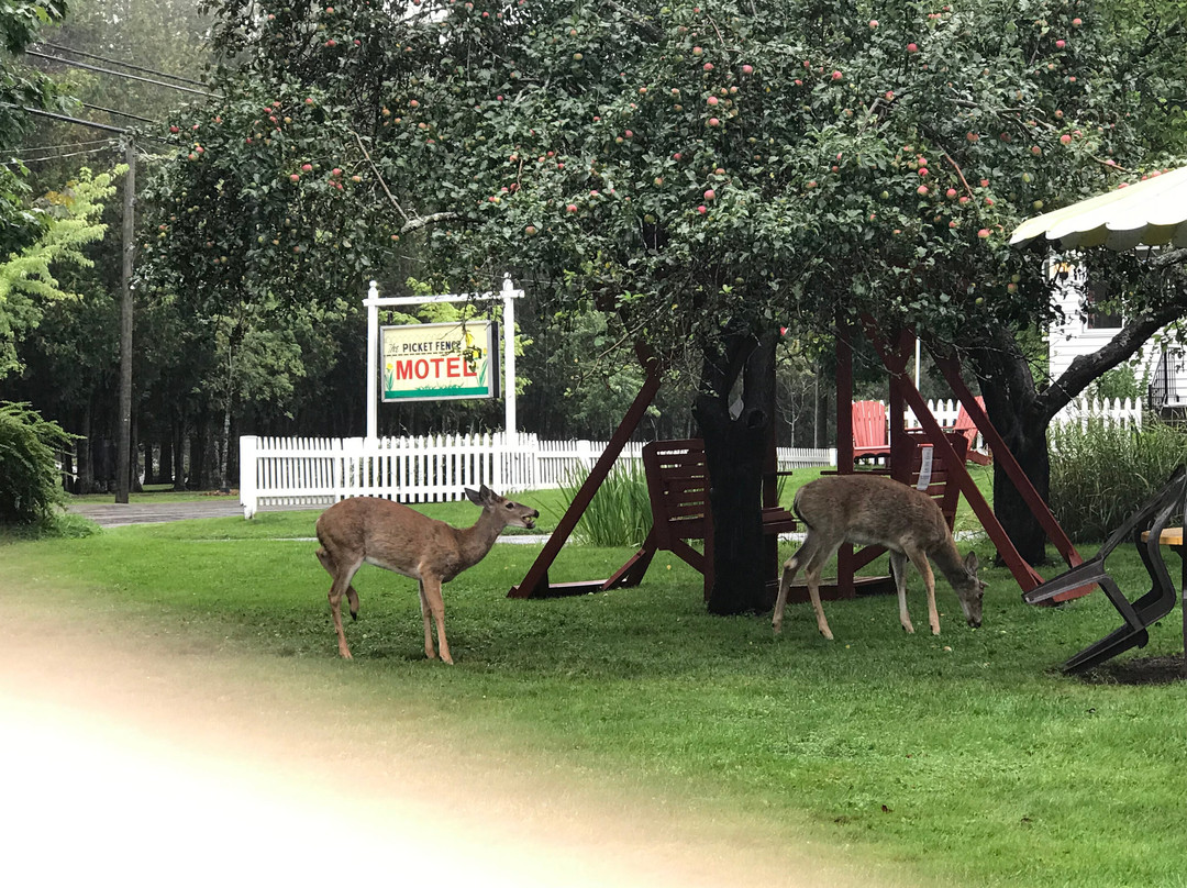 Picket Fence Motel主图