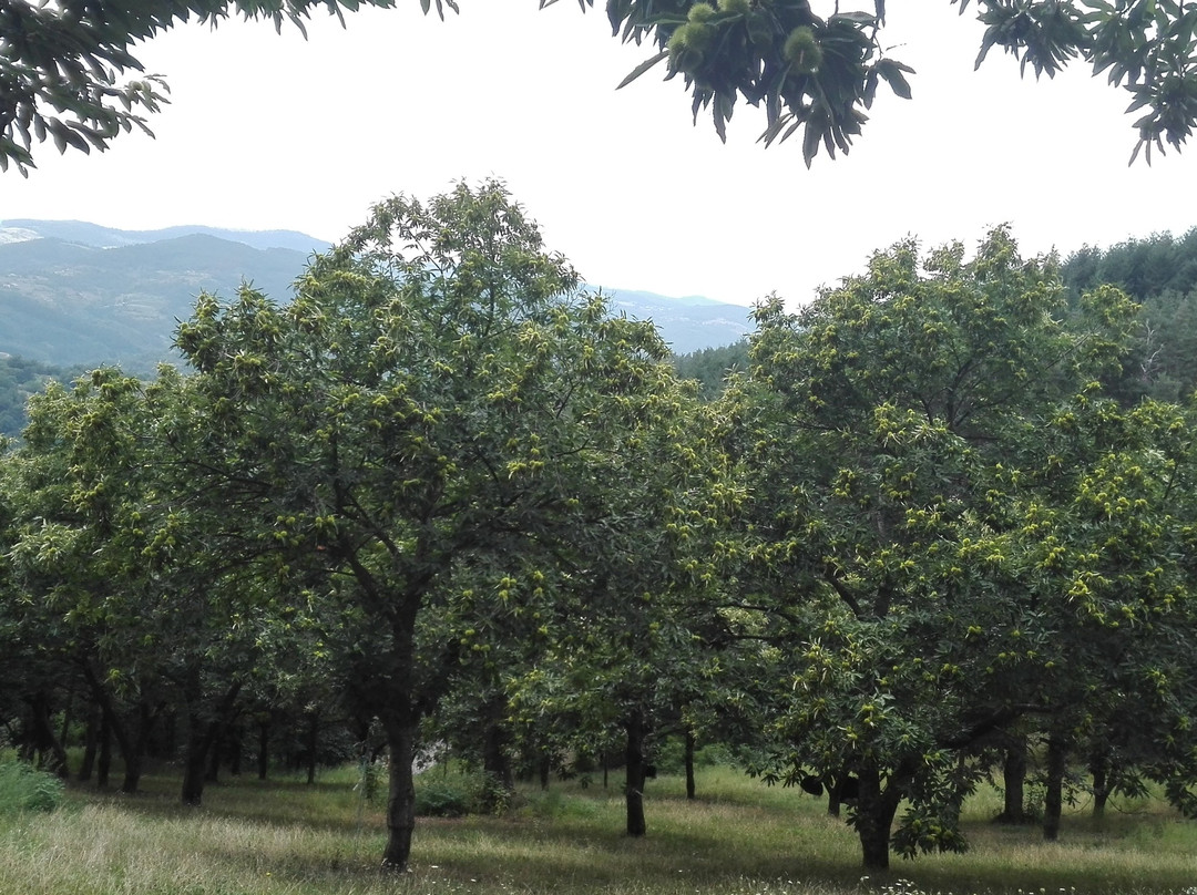 La Ferme du Chataignier景点图片