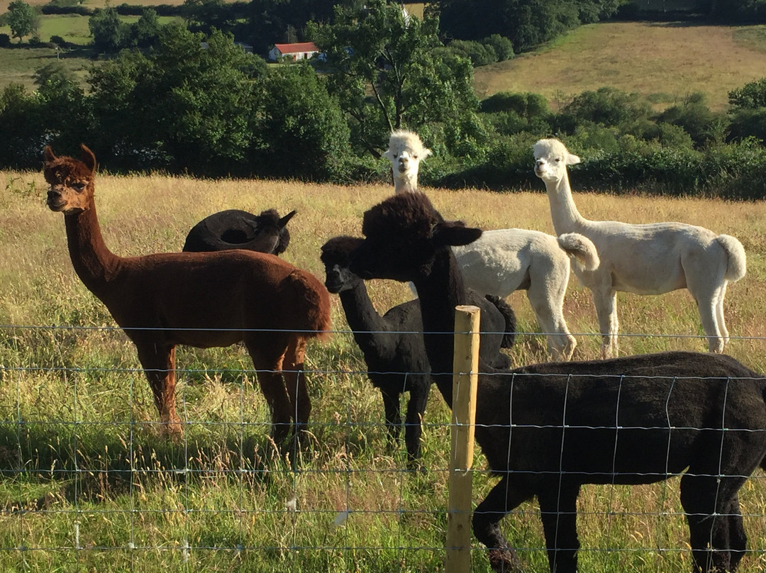 Fort Alpacas景点图片