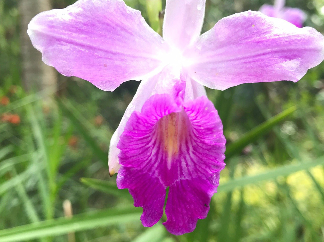 Jardin Botanique de Guyane-Macouria必去景点