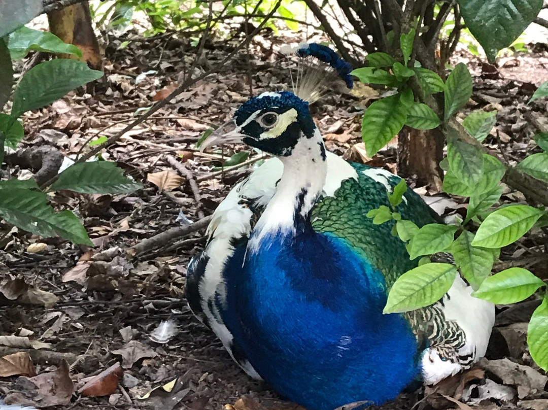 Uncle Sandy's Macaw Bird Park景点图片